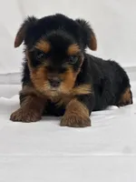 Yvonne, a female Yorkshire Terrier for sale in Mayslick, KY – Photo 7 of 9