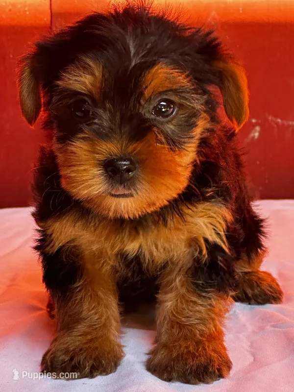 Yvonne – Yorkshire Terrier puppy for sale in Mayslick, KY