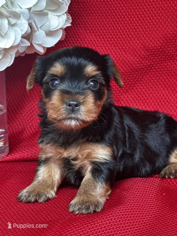 Yvonne – Yorkshire Terrier puppy for sale in Mayslick, KY