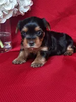 Yvonne, a female Yorkshire Terrier for sale in Mayslick, KY – Photo 9 of 9