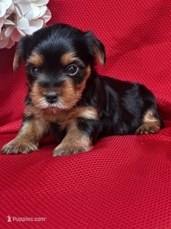 Yvonne – Yorkshire Terrier puppy for sale in Mayslick, KY