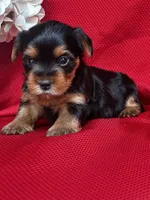 Yvonne, a female Yorkshire Terrier for sale in Mayslick, KY – Photo 1 of 9