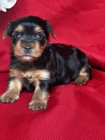 Yvonne, a female Yorkshire Terrier for sale in Mayslick, KY – Photo 4 of 9
