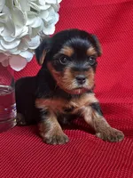 Yvonne, a female Yorkshire Terrier for sale in Mayslick, KY – Photo 6 of 9