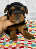 Yvonne, a female Yorkshire Terrier for sale in Mayslick, KY – Photo 2 of 9