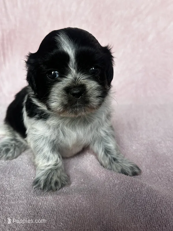 Shyla – Shih Tzu puppy for sale in Mayslick, KY