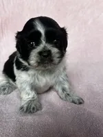 Shyla, a female Shih Tzu for sale in Mayslick, KY – 1 of 9