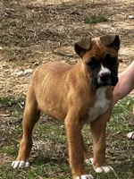 Benson, a male Boxer for sale in Mayslick, KY – Photo 2 of 7