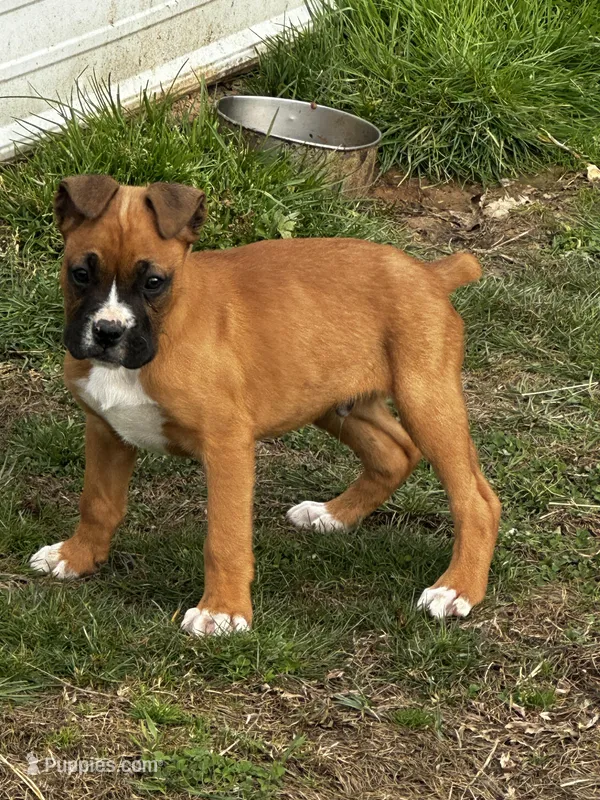 Benson – Boxer puppy for sale in Mayslick, KY