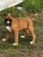 Benson, a male Boxer for sale in Mayslick, KY – Photo 1 of 7