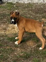 Benson, a male Boxer for sale in Mayslick, KY – Photo 5 of 7