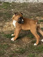 Benson, a male Boxer for sale in Mayslick, KY – Photo 6 of 7