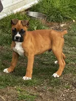 Benson, a male Boxer for sale in Mayslick, KY – Photo 3 of 7
