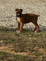 Benson, a male Boxer for sale in Mayslick, KY – Photo 4 of 7