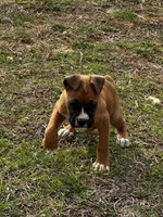 Benson, a male Boxer for sale in Mayslick, KY – Photo 7 of 7