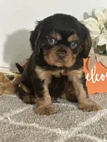 processed/f9caf3b6-4613-486a-9f69-bb9a0ba3d17f/listing/e9b6d343-08ce-403d-9171-fac57edd11fa/43321c66-a70c-4f67-8a1a-7313008b3de5