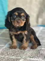 processed/f9caf3b6-4613-486a-9f69-bb9a0ba3d17f/listing/e9b6d343-08ce-403d-9171-fac57edd11fa/58a09ba3-9a81-490b-8041-1e961a7ac621