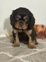 processed/f9caf3b6-4613-486a-9f69-bb9a0ba3d17f/listing/e9b6d343-08ce-403d-9171-fac57edd11fa/8ea78ef5-59c1-4b12-a111-29205b305d08