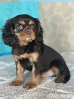 processed/f9caf3b6-4613-486a-9f69-bb9a0ba3d17f/listing/e9b6d343-08ce-403d-9171-fac57edd11fa/e4ca6f30-3a75-42cc-8bf2-6e41fcd68e79