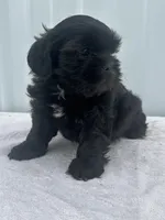 CKC Shay, a female Shih Tzu for sale in Mayslick, KY – 9 of 10