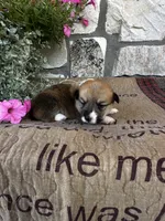 AKC Pongo, a male Pembroke Welsh Corgi for sale in Mayslick, KY – 6 of 6
