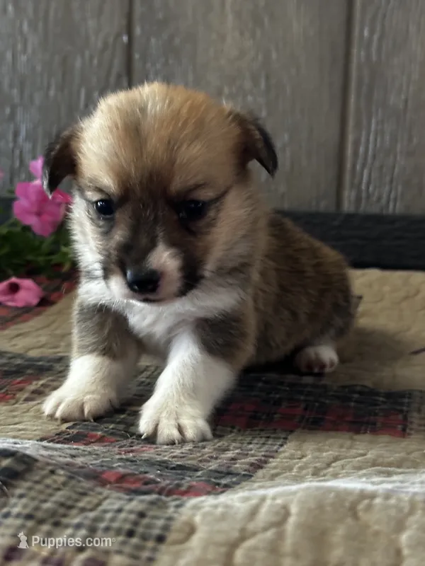 AKC Pongo – Pembroke Welsh Corgi puppy for sale in Mayslick, KY