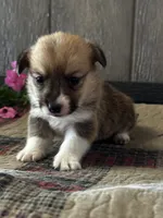 AKC Pongo, a male Pembroke Welsh Corgi for sale in Mayslick, KY – 3 of 6