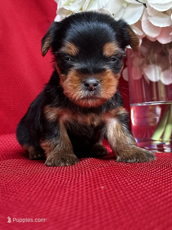 Yancy – Yorkshire Terrier puppy for sale in Mayslick, KY