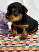 Yancy, a male Yorkshire Terrier for sale in Mayslick, KY – Photo 6 of 8