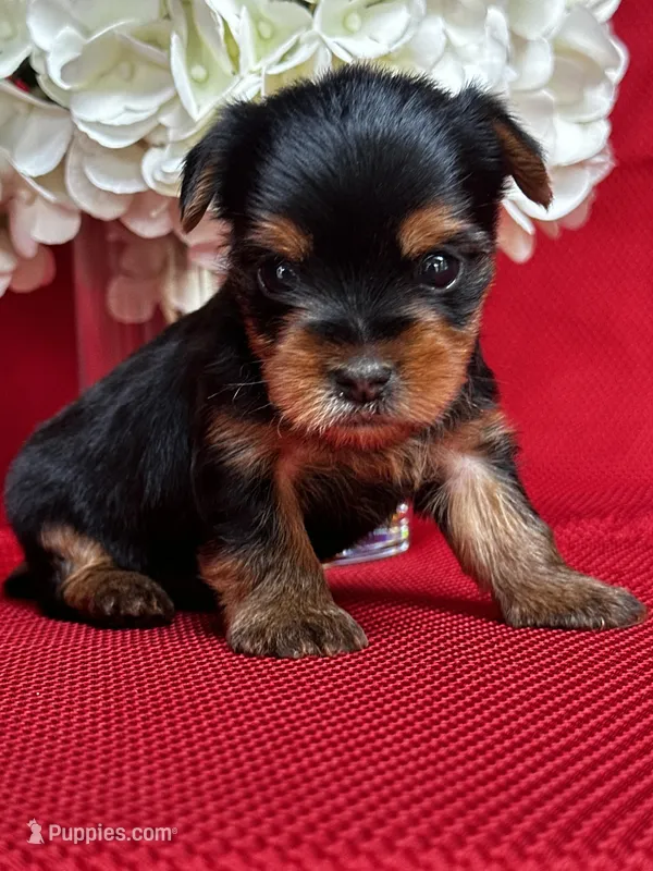 Yancy – Yorkshire Terrier puppy for sale in Mayslick, KY