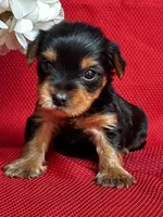 Yancy, a male Yorkshire Terrier for sale in Mayslick, KY – Photo 7 of 8