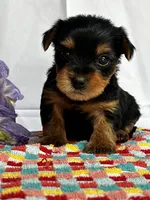 Yancy, a male Yorkshire Terrier for sale in Mayslick, KY – Photo 5 of 8