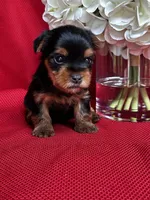 Yancy, a male Yorkshire Terrier for sale in Mayslick, KY – 9 of 10