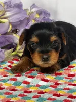 Yancy, a male Yorkshire Terrier for sale in Mayslick, KY – Photo 4 of 8