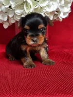 Yancy, a male Yorkshire Terrier for sale in Mayslick, KY – 5 of 10
