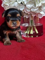 Yancy, a male Yorkshire Terrier for sale in Mayslick, KY – 10 of 10