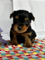 Yancy, a male Yorkshire Terrier for sale in Mayslick, KY – Photo 3 of 8