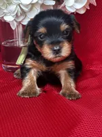 Yancy, a male Yorkshire Terrier for sale in Mayslick, KY – Photo 2 of 8