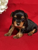 Yancy, a male Yorkshire Terrier for sale in Mayslick, KY – Photo 8 of 8