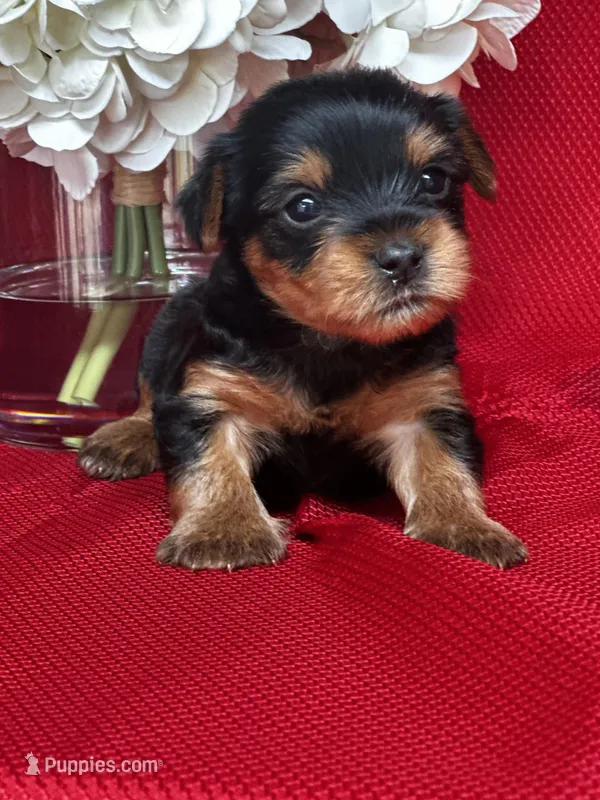 Yancy – Yorkshire Terrier puppy for sale in Mayslick, KY