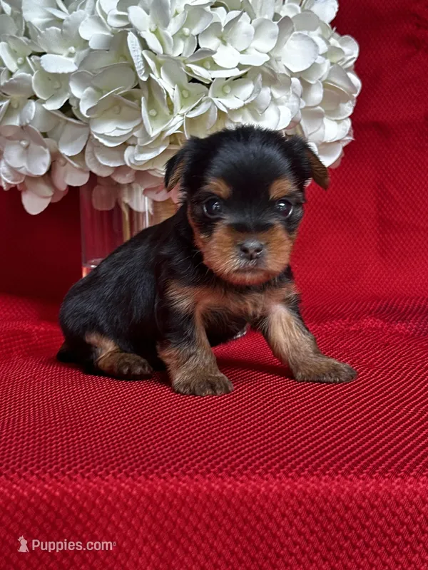 Yancy – Yorkshire Terrier puppy for sale in Mayslick, KY
