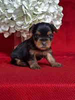 Yancy, a male Yorkshire Terrier for sale in Mayslick, KY – 6 of 10