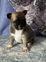 CKC Carmen, a female Chihuahua for sale in Mayslick, KY – 7 of 10