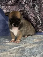 CKC Carmen, a female Chihuahua for sale in Mayslick, KY – 6 of 10