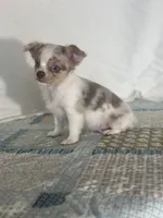 CKC Claudia, a female Chihuahua for sale in Mayslick, KY – 7 of 10