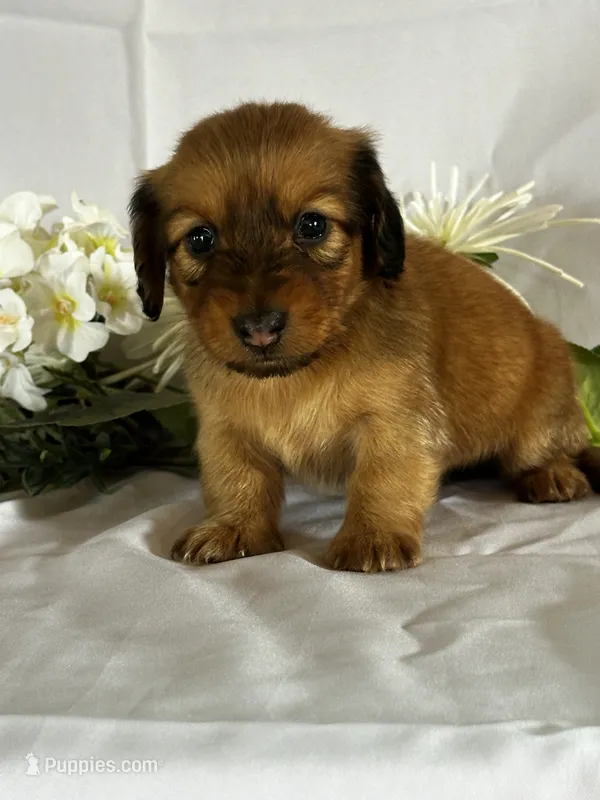 Dasher – Miniature Dachshund puppy for sale in Mayslick, KY
