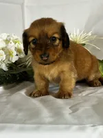 Dasher, a female Miniature Dachshund for sale in Mayslick, KY – 1 of 10