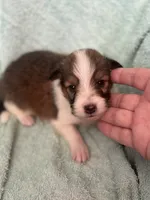Shep, a male Shetland Sheepdog for sale in Mayslick, KY – 5 of 5