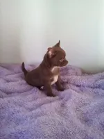 AKC Corbin, a male Chihuahua for sale in Mayslick, KY – 6 of 10