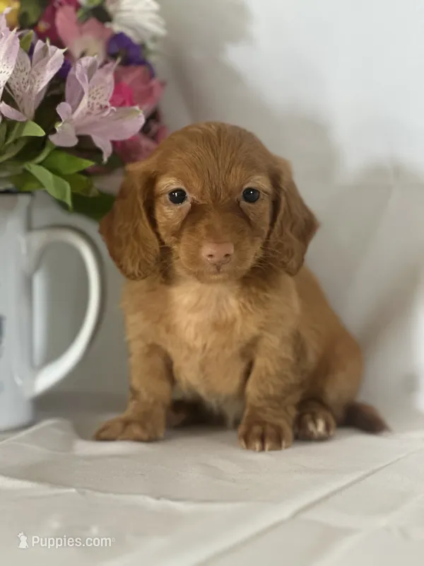 Dana (long-haired)  – Miniature Dachshund puppy for sale in Mayslick, KY